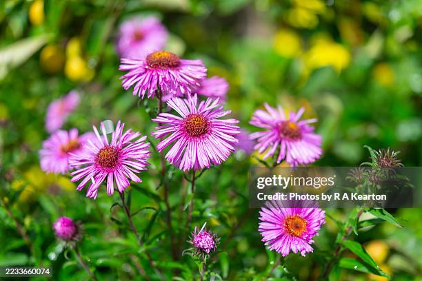 symphyotrichum novae-angliae 'harrington's pink' - aster stock pictures, royalty-free photos & images