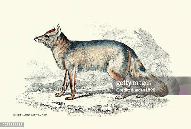 Wildlife Jackal Fennec Fox Fox 19th Century Engraving High-Res