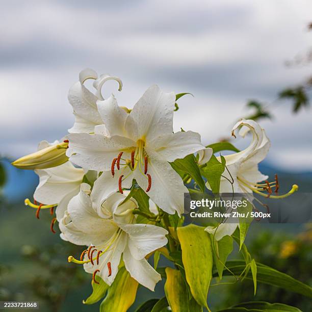 350 Madonna Lily Stock Photos, High-Res Pictures, and Images