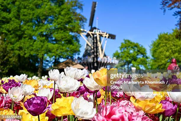 colorful tulips blooming in front of a windmill - keukenhof gardens stock pictures, royalty-free photos & images
