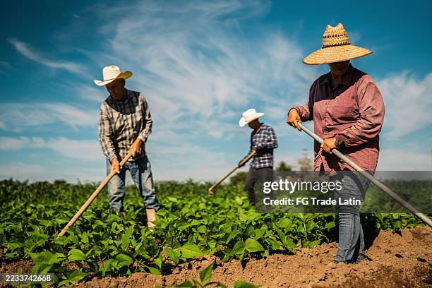 farmers working at agricultural field - trabalhador rural imagens e fotografias de stock