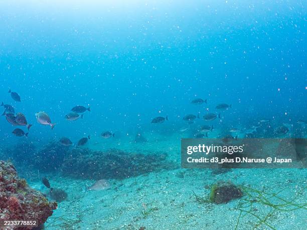 Triangular Shellfish 99 Abalone Diver Stock Photos, High-Res Pictures, and Images - Getty Images