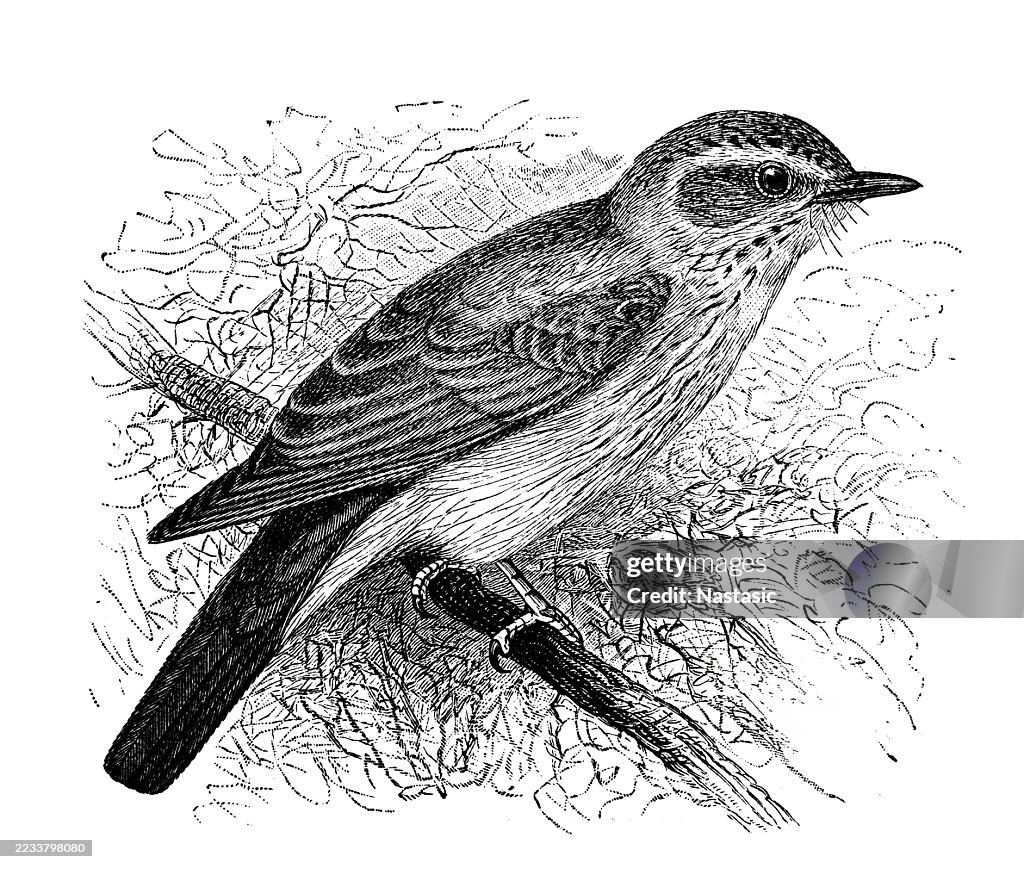 Gefleckter Fliegenschnäpper (Muscicapa grisola)