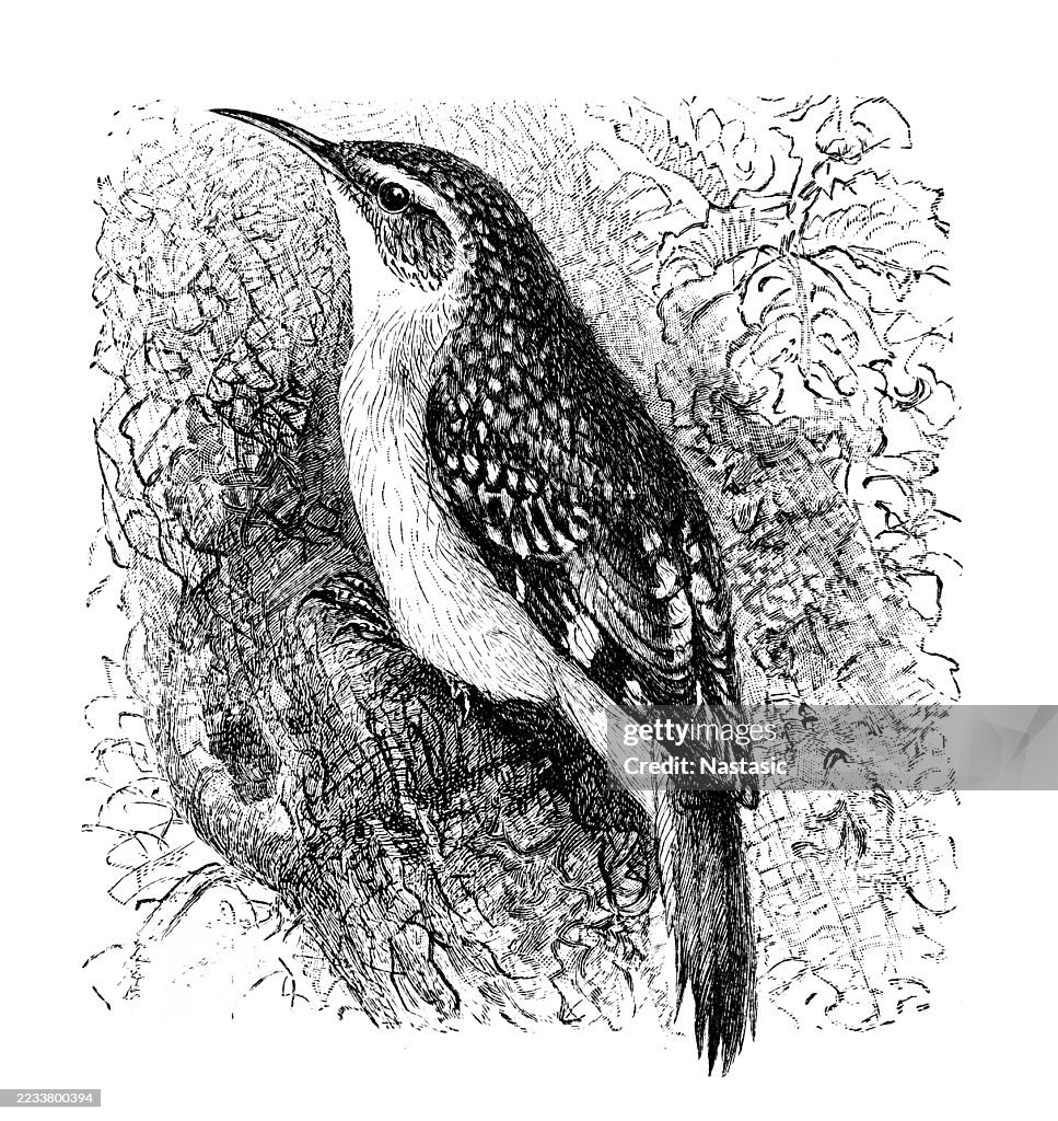 Treecreeper (Certhia familiaris)