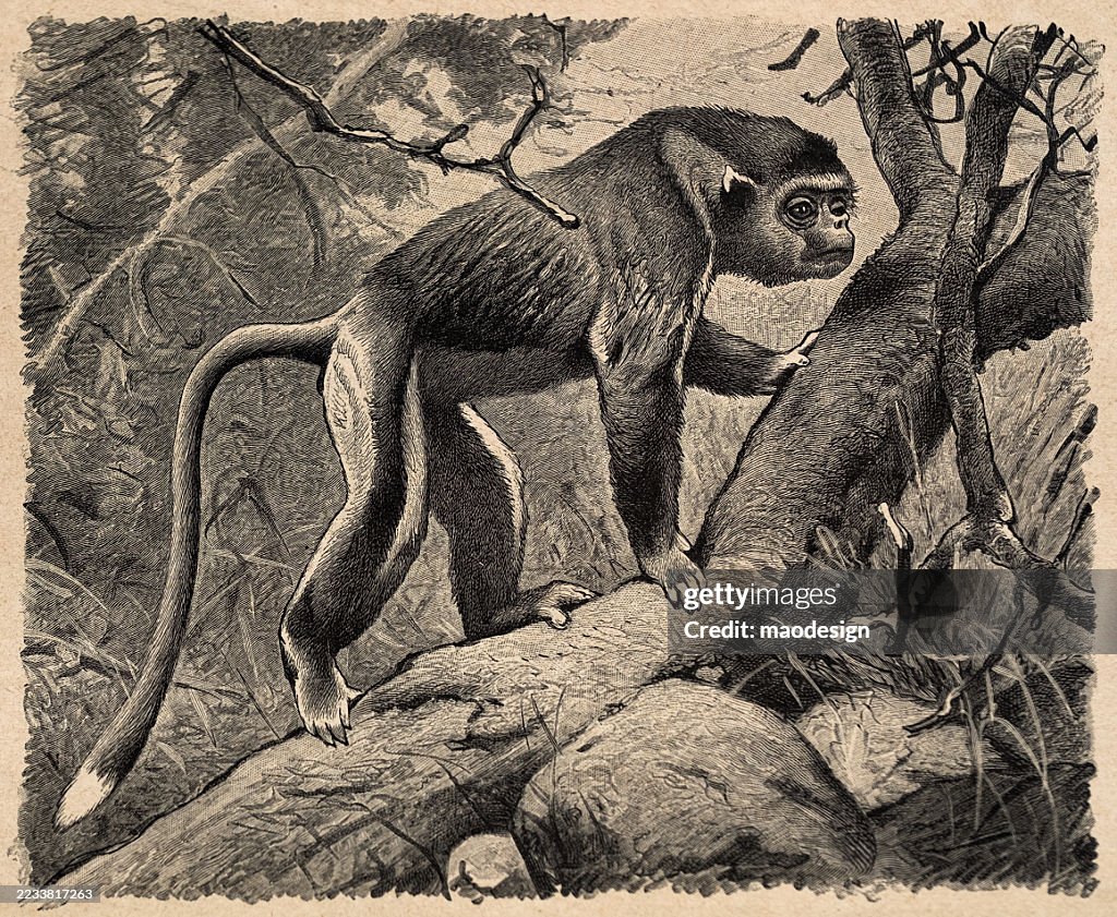 Mono dorado de nariz chata - Rhinopithecus roxellana