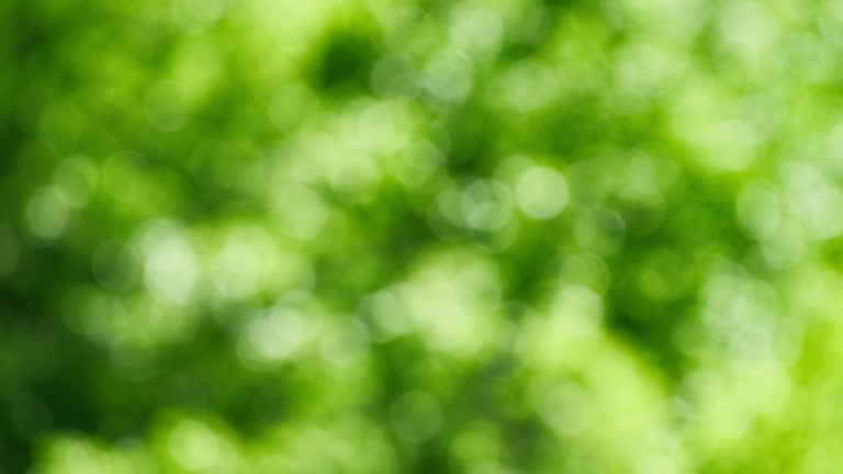 https://media.gettyimages.com/id/2233845980/video/glittering-defocused-greenery-highlights-in-trees.jpg?b=1&s=640x640&k=20&c=AgF9nLxG_cVibQ70ytlNreql_EtZvaB7SbgvBxbeKMw=