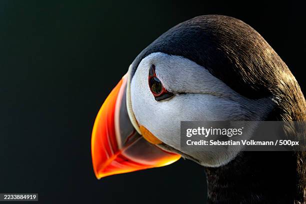 close-up of a puffin against a dark background - beak stock pictures, royalty-free photos & images