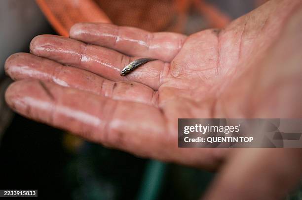 Small fish called a guppy or mosquitofish in the hands of a man who has just caught it in Morlanne, France, on August 21, 2025. A market gardener...