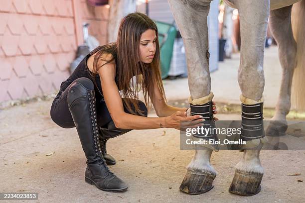 joven jinete prepara botas protectoras para caballos blancos, revisa el equipo antes de la sesión de equitación, se enfoca en la seguridad y el rendimiento del animal - derechos de los animales fotografías e imágenes de stock