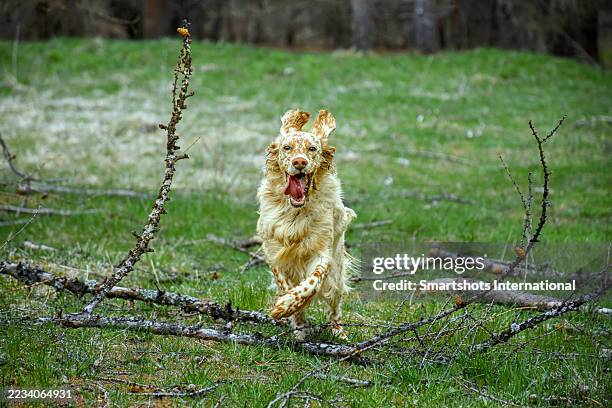 happy, healthy and elegant purebred female english setter chasing a a hunting pray in the open nature in the united states - setter inglês imagens e fotografias de stock