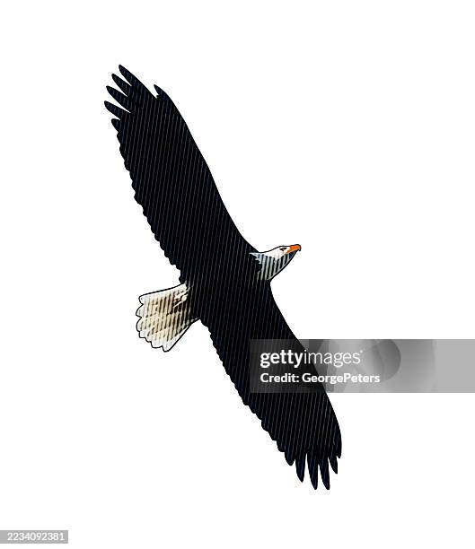 one bald eagle in flight - eagle flying stock illustrations