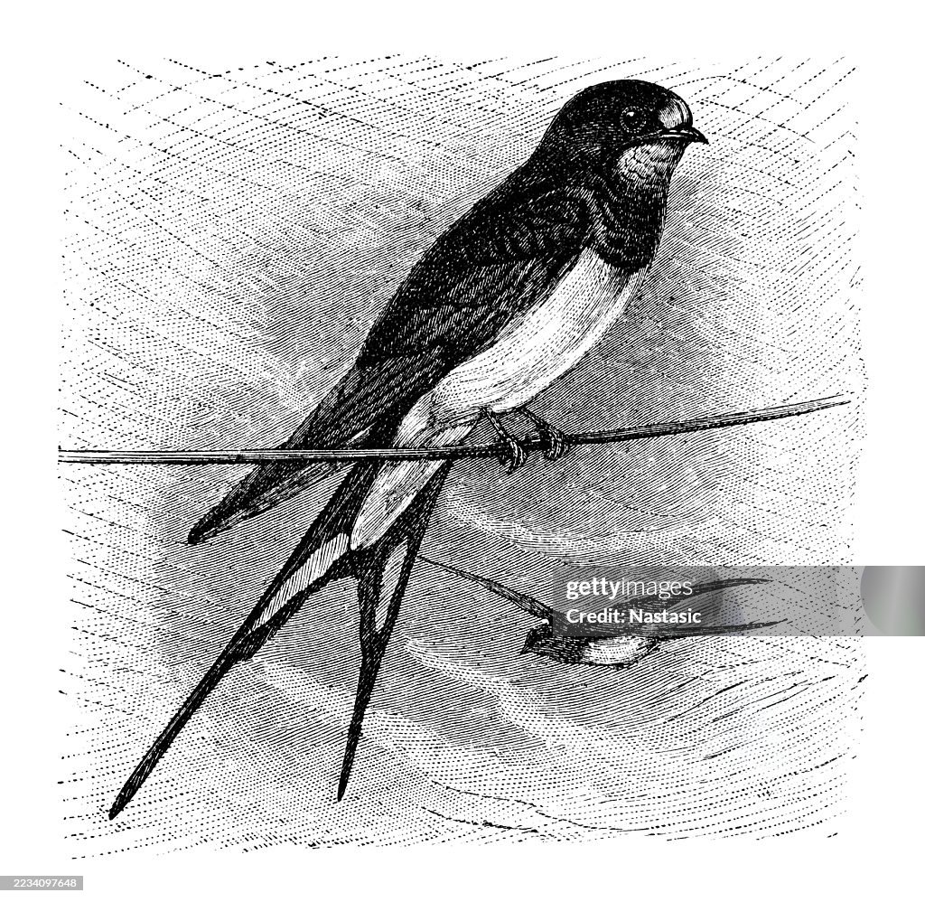 Barn Swallow (Hirundo rustica)