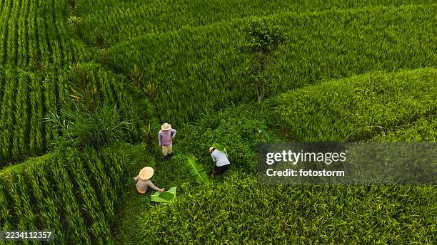 agricultores trabajando juntos en exuberantes campos de arroz verdes desde una perspectiva aérea - cultura indonesia fotografías e imágenes de stock