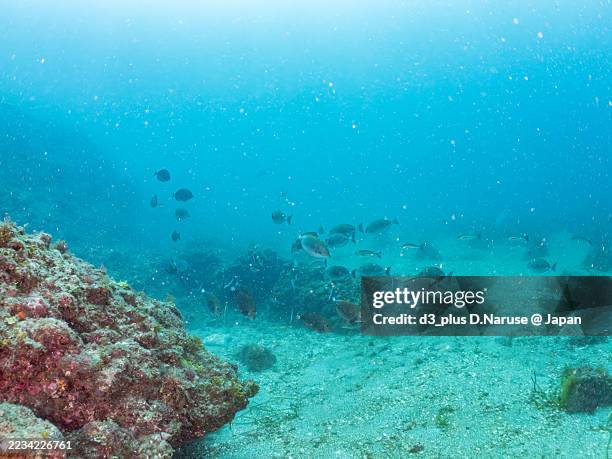 Triangular Shellfish 75 Abalone Diver Stock Photos, High-Res Pictures, and Images - Getty Images