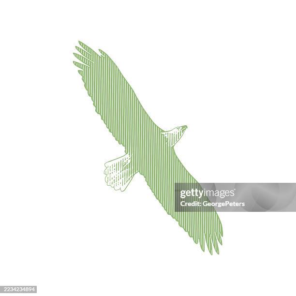 one bald eagle in flight - bald eagle flying stock illustrations