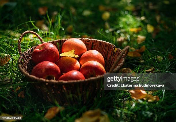 red apples in a basket in the grass in the garden - armonia foto e immagini stock