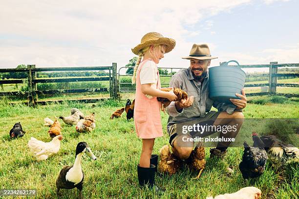 un agriculteur apprend à sa fille à prendre soin des poulets dans une ferme durable - nourrir photos et images de collection