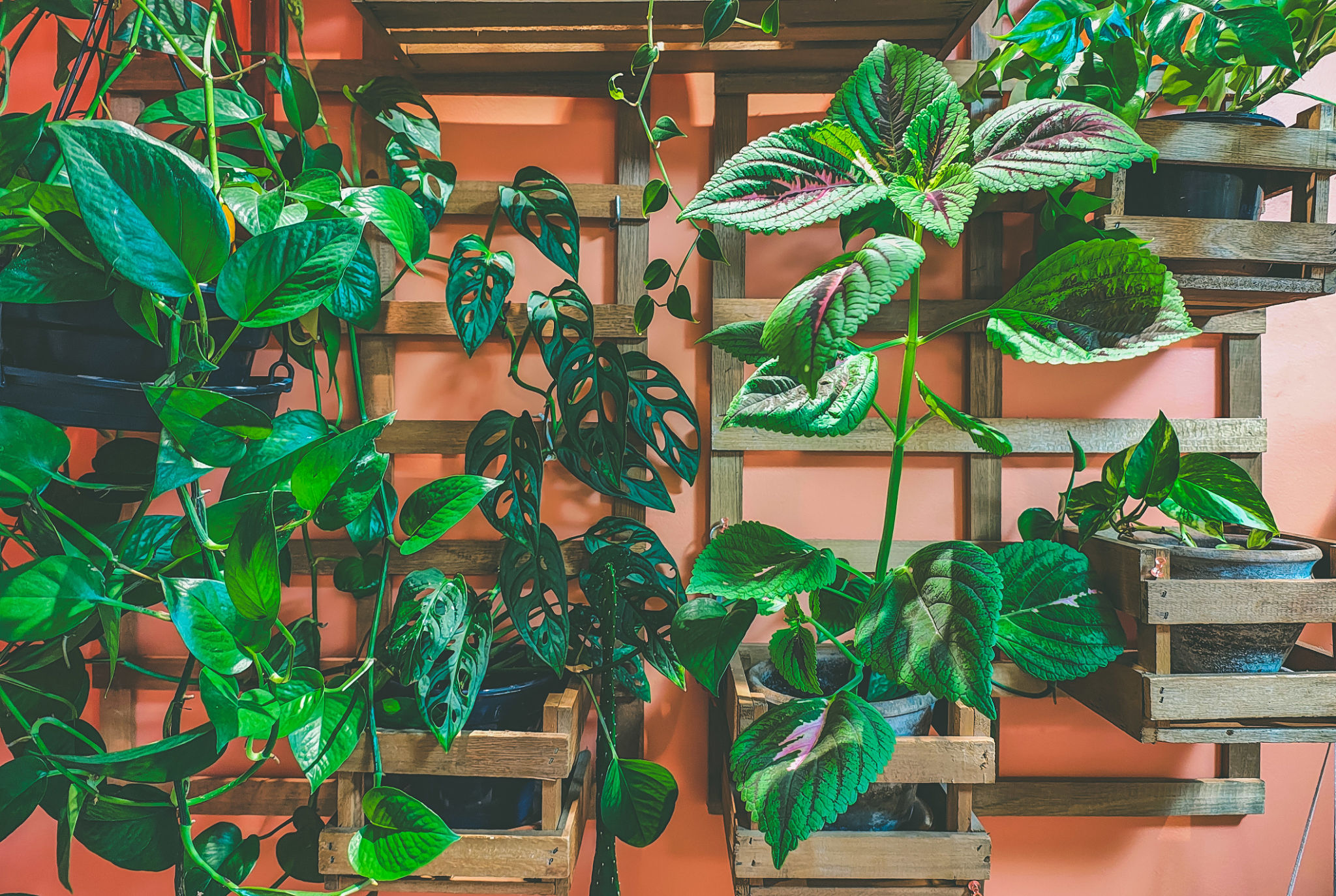 small apartment plants