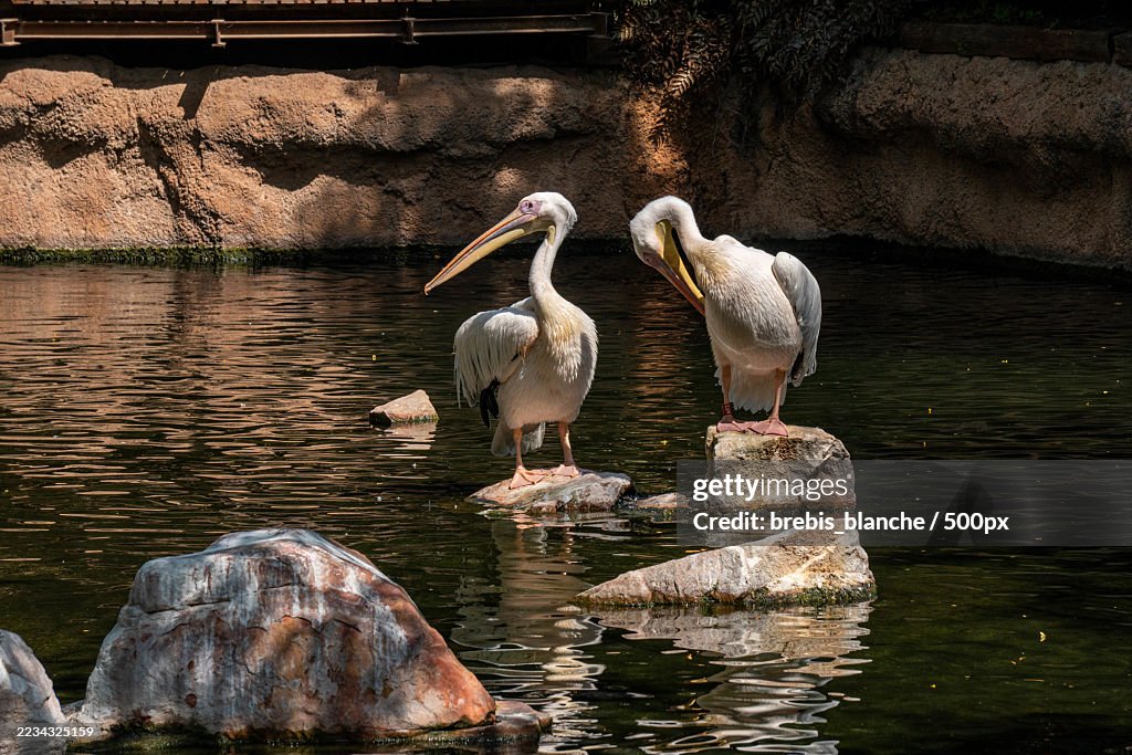 Two pelicans perched on rocks in a serene pond