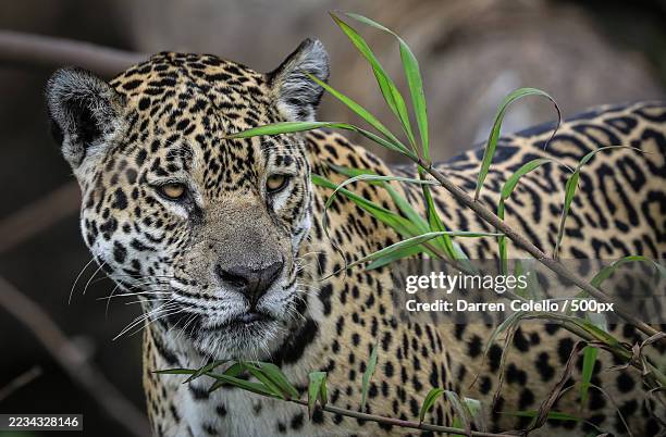 close-up of a leopard in its natural habitat - carnivore photos et images de collection