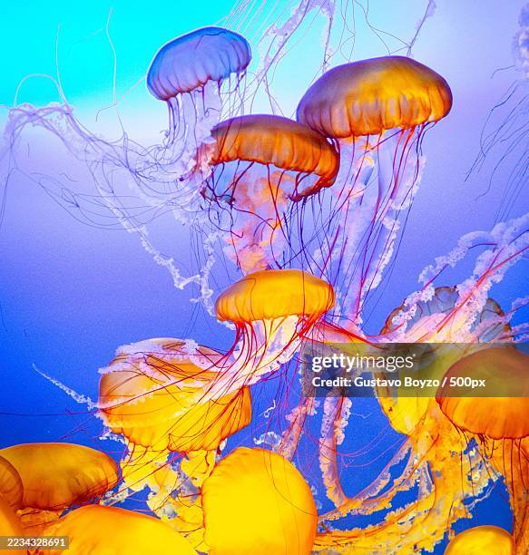 vibrant jellyfish swimming in the ocean - jellyfish stock pictures, royalty-free photos & images