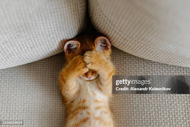 cute orange kitten covering its face while resting on a textured couch - komfortzone stock-fotos und bilder
