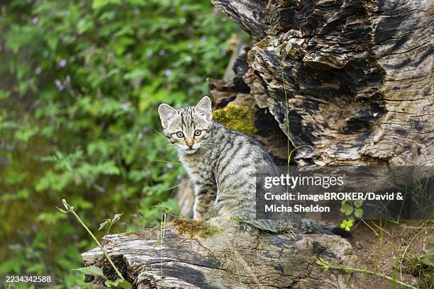 european wildcat (felis silvestris) youngster sitting on a tree trunk, hesse, germany - europäische wildkatze stock-fotos und bilder