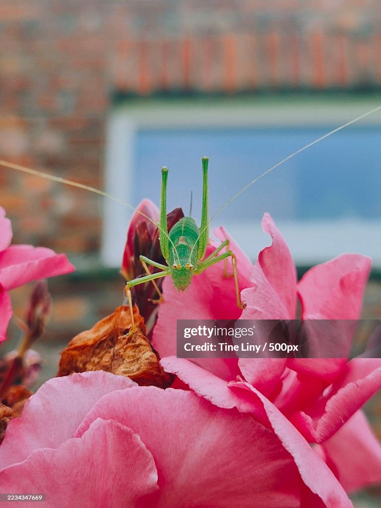 Green grasshopper perched on pink rose petals