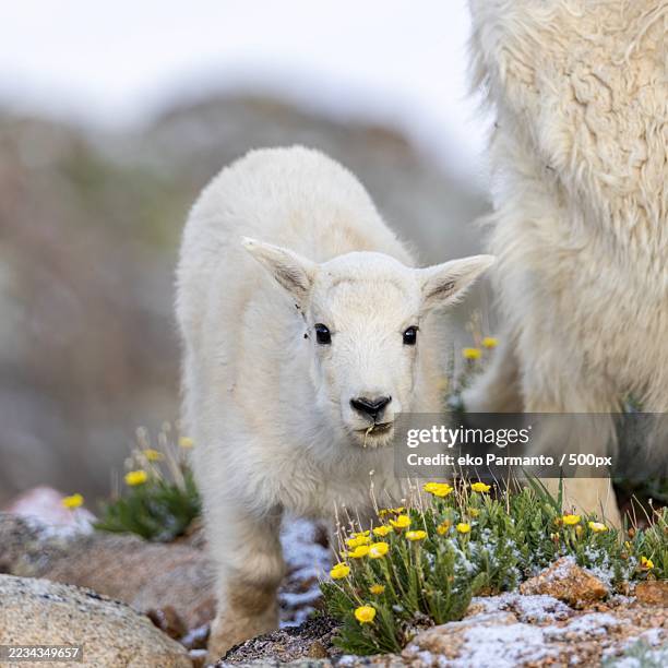 sheep standing in a field with yellow flowers - mamífero ungulado fotografías e imágenes de stock