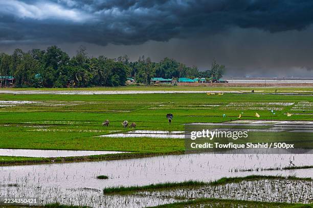 stormy sky over lush green wetland,bangladesh - rice paddy stock pictures, royalty-free photos & images