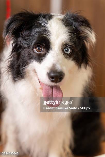 close-up of a dog sticking out its tongue indoors - carnivore photos et images de collection