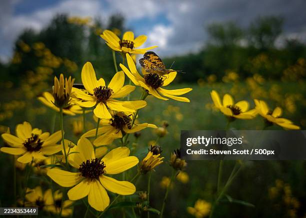 butterfly resting on yellow wildflowers in a meadow - one animal stock pictures, royalty-free photos & images