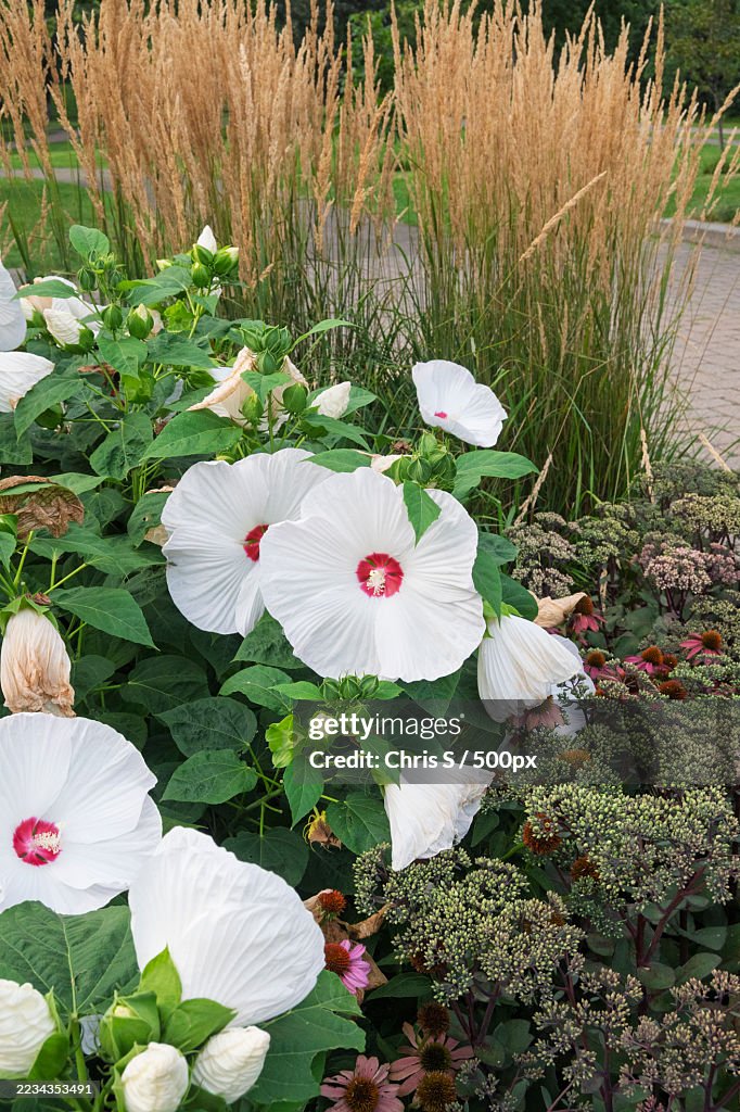 Blooming White Hibiscus Flowers in a Garden