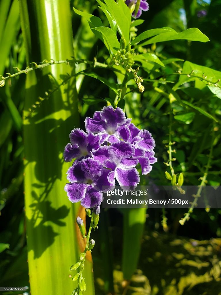 Close-up of vibrant purple flowers in a lush green garden