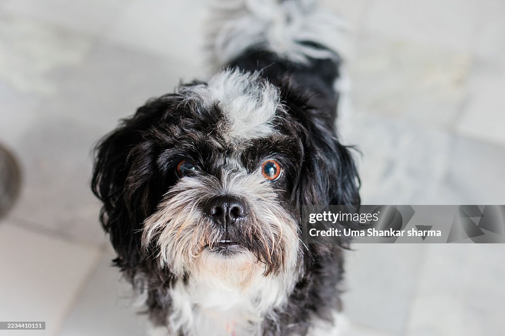 Adorable Black and White Shih Tzu Dog Looking Up