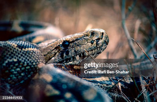 African rock python African rock python
