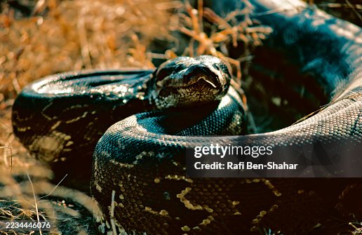 African rock python African rock python