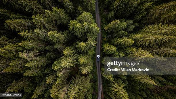 white car driving on a road through a lush green forest - pine woodland stock pictures, royalty-free photos & images