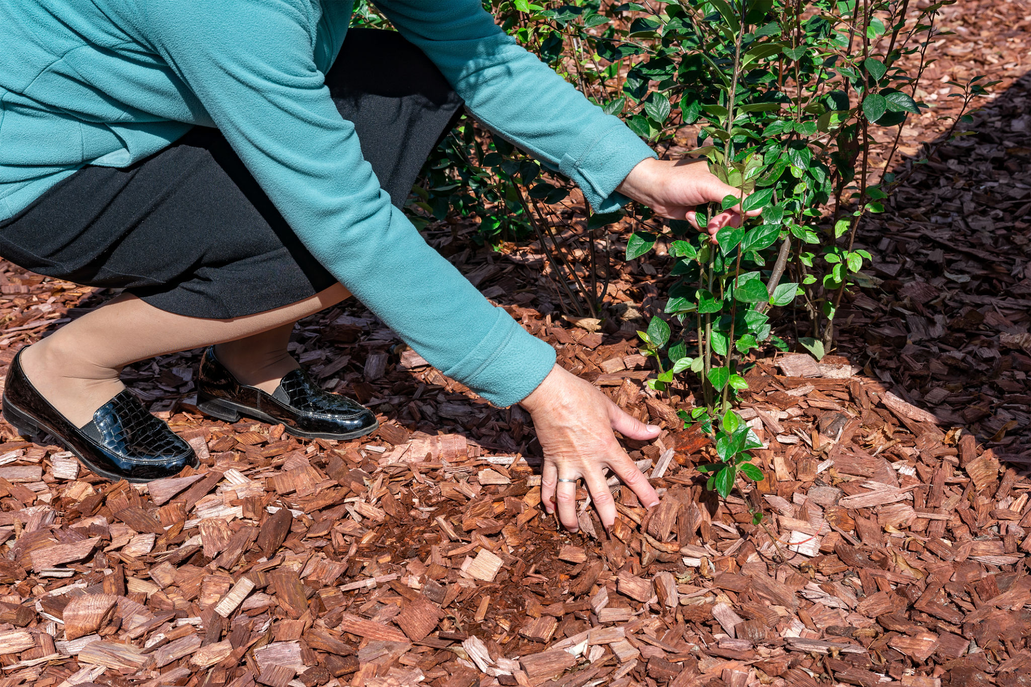 soil mulch