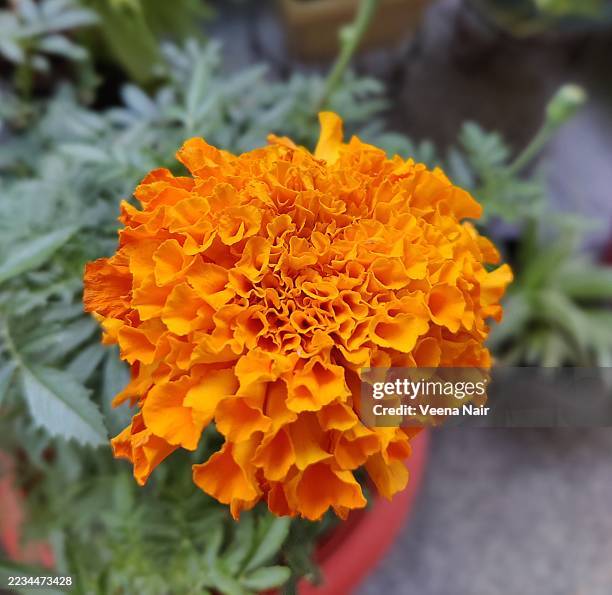 Beautiful Marigold Flowers In The Balcony Garden High-Res Stock Photo