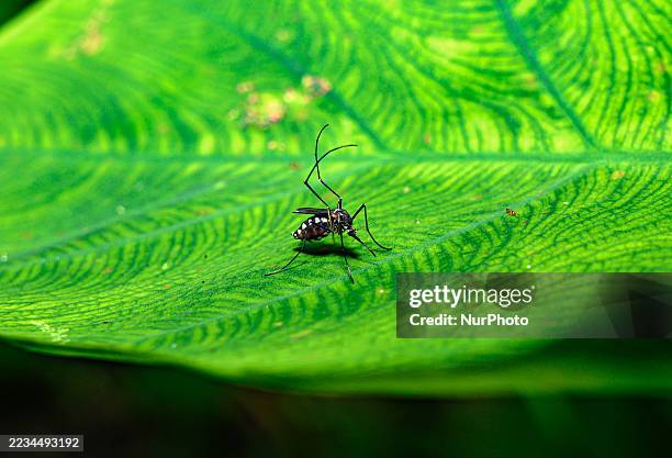 An Aedes mosquito rests on a wet leaf after feeding on human blood in a forest, in Tehatta, India, on September 12, 2025. Monsoon rains create...