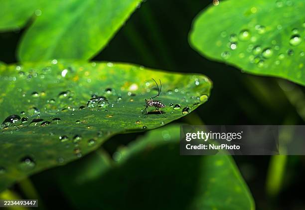 An Aedes mosquito rests on a wet leaf after feeding on human blood in a forest, in Tehatta, India, on September 12, 2025. Monsoon rains create...
