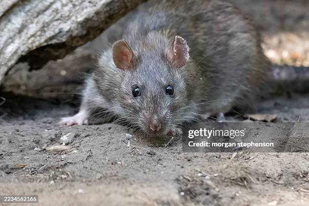 brown rat foraging in woodland.rattus norvegicus close-up - rat stock pictures, royalty-free photos & images