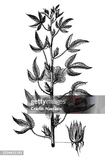 Kenaf (Hibiscus cannabinus) also called Deccan hemp or Java jute Kenaf (Hibiscus cannabinus) also called Deccan hemp or Java jute
