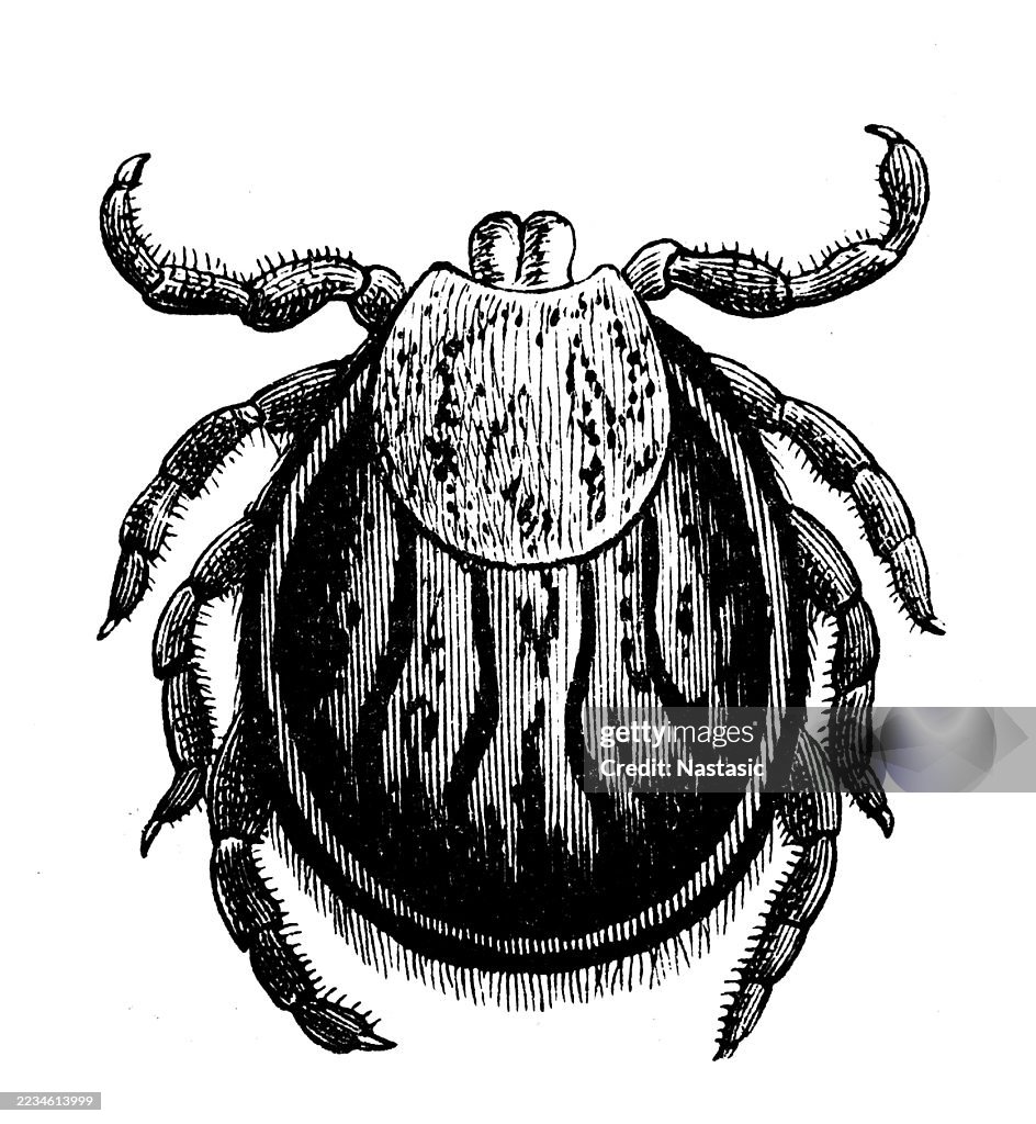 Castor bean tick (Ixodes ricinus)