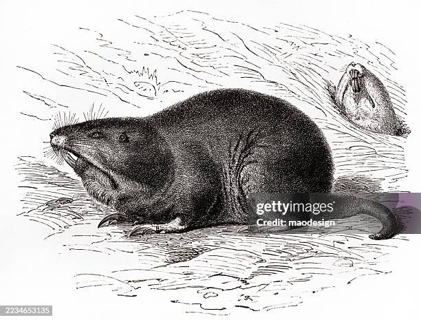plains pocket gopher - geomys bursarius. - burrow stock illustrations