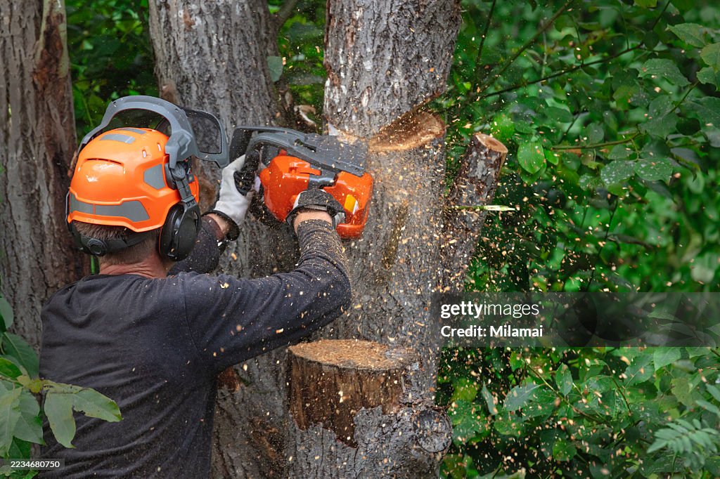 Arborist cutting tree branches, professional logger trimming tree, tree surgeon felling a tree - stock photo