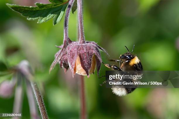 bumblebee pollinating a flower in a garden - bumblebee stock pictures, royalty-free photos & images