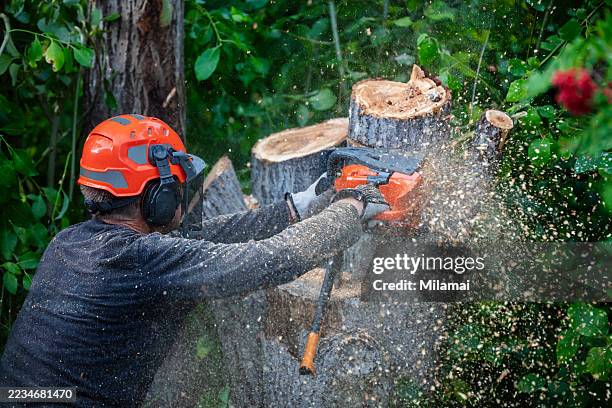arborist cutting tree branches, professional logger trimming tree, tree surgeon felling a tree - stock photo - person chained to tree stock pictures, royalty-free photos & images