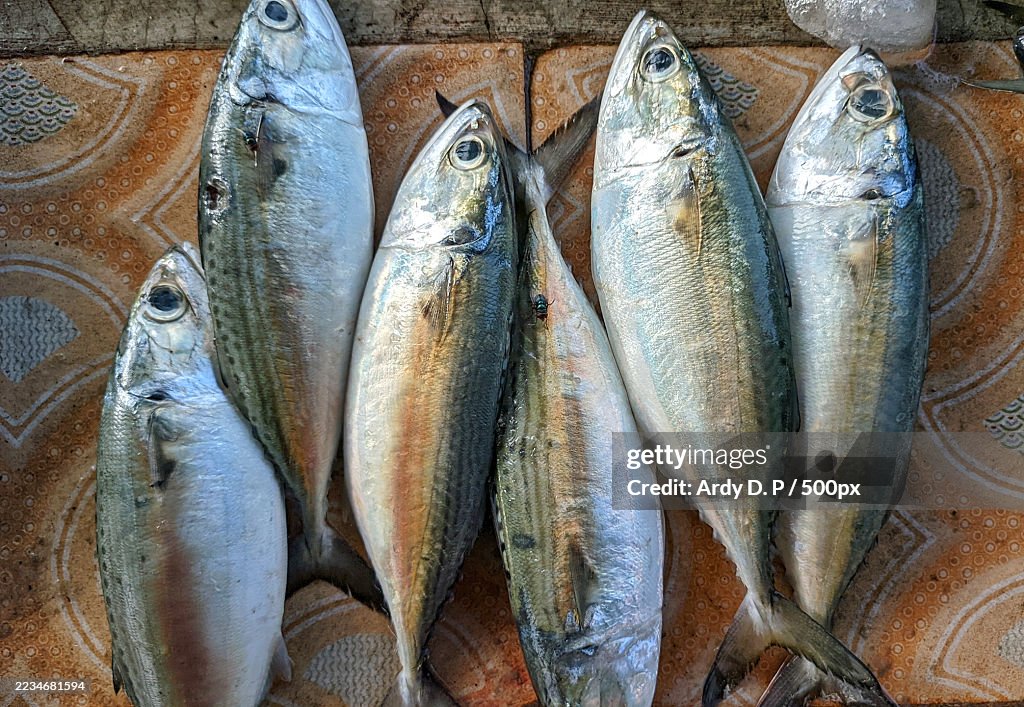 Fresh Fish on Ice Displayed at Market